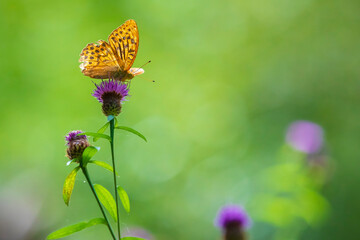 Silver-washed fritillary, Argynnis paphia, butterfly closeup