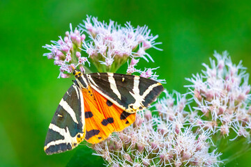 Jersey Tiger day-active moth, Euplagia quadripunctari, feeding nectar