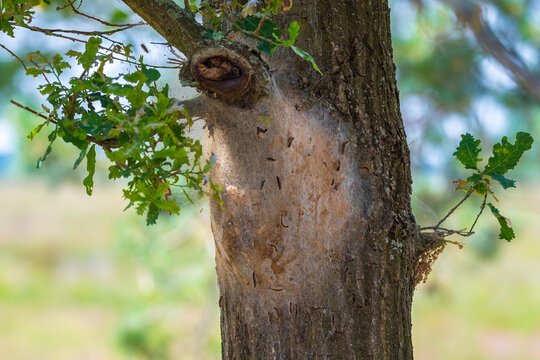 Oak processionary caterpillars Thaumetopoea processionea nest in a tree in a forest.