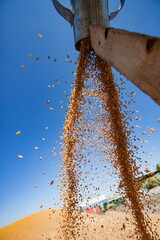 Spring sowing campaign. Grain drying machine. Drying wheat seeds.