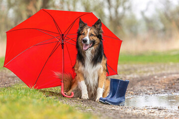 Dogs and bad weather: A border collie dog sitting beneath an umbrella on a rainy day