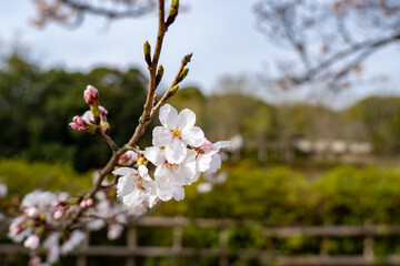 日岡山公園
