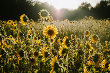 Sunflower Sunset