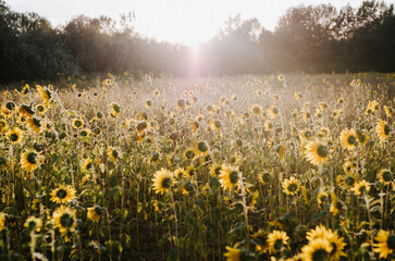 field of sunflowers