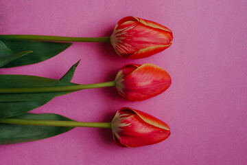spring. three fresh red tulips on pink . High quality photo