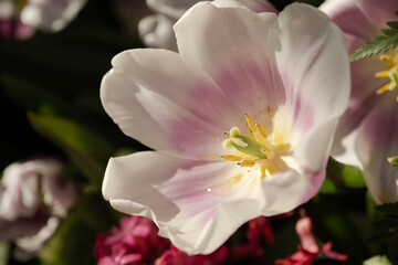 Fototapeta na wymiar A white tulip fully opened in the sun. Pistils, stamens close-up