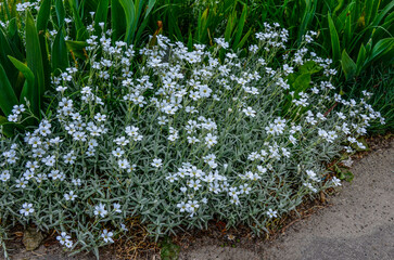Cerastium tomentosum in bloom. Pretty small white flowers