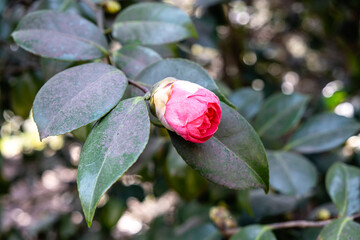 Blooming Japanese camellia flower. Blooming red camellias in spring. Selective focus, close up.
