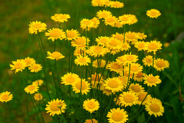 Round yellow daisies on a green blurred background. Summer wildflowers in the field. Daisies are orange in color.Natural background of flowers.