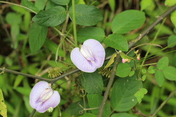 Purple Flowers On The Street Like A Vagina