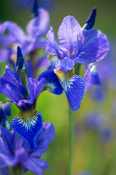 Vertical photo of blue flowers in the garden.