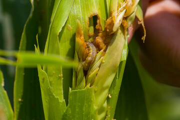 Corn leaf damaged by fall armyworm Spodoptera frugiperda
