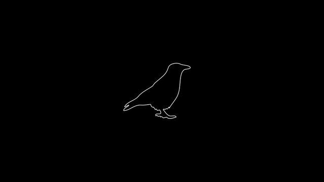 white linear crow silhouette. the picture appears and disappears on a black background.
