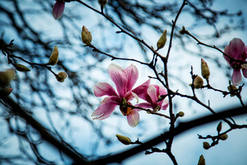 spring flowers and buds of magnolia sulanja, on a tree
