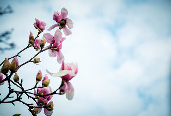 spring flowers and buds of magnolia sulanja, on a tree
