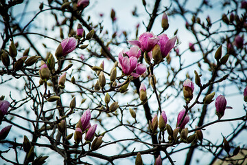 spring flowers and buds of magnolia sulanja, on a tree
