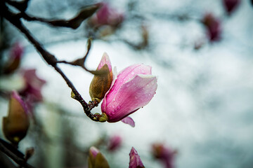 Fototapeta na wymiar spring flowers and buds of magnolia sulanja, on a tree 