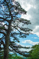 Tree on Sugarloaf Mountain