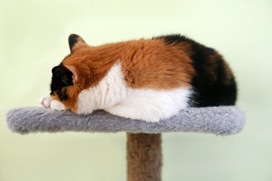 The cat is multocolor white and black sleeps on a chair