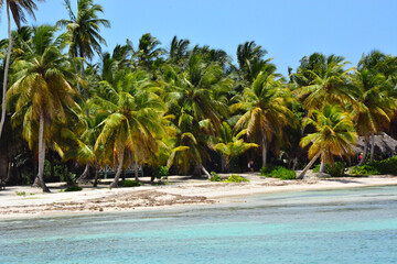Obraz premium Saona Island, Dominican Republic - Carribean coast, beach with palm trees