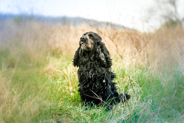 Cocker spaniel chien noir dans la nature