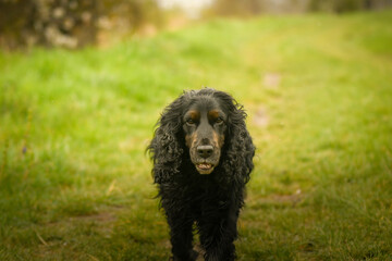 Cocker spaniel chien noir dans la nature
