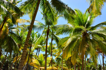 Fototapeta premium Saona Island, Dominican Republic - Bright green leaves of palm trees on Isla Saona, Caribbean coast