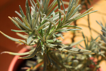 rosemary plant in a pot