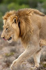 Male lion, Addo Elephant National Park