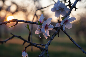 almond blossom in spring on Ibiza