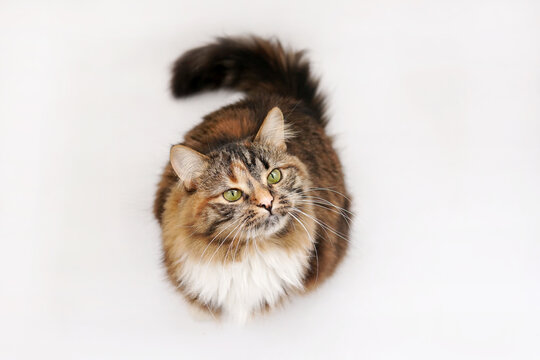 Cat on a white background look into the camera