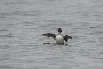 Common Goldeneye (Bucephala clangula) female spreading wings after taking a bath