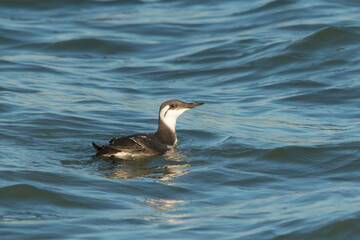 Common Guillemot (Uria aalge) adult in winter plumage swimming in sea