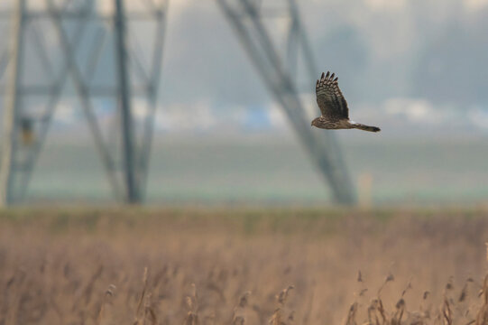 Hen Harrier (Circus cyaneus) adult flying above a field with reed
