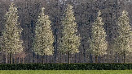 CSpring landscape with white flowers full bloom on the tree with green grass meadow and fence, Line of trees trunk with forest and sunlight as backdrop, Nature background.