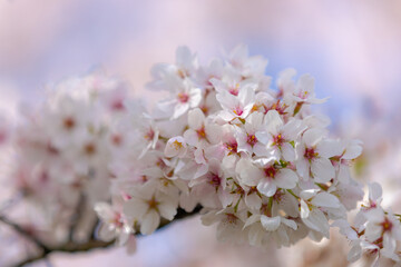 Selective focus of branches white pink Cherry blossoms full bloom on the tree under blue sky, Beautiful Sakura flowers in spring season in the park, Floral pattern texture, Nature wallpaper background