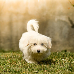 Portrait d'un bébé chiot coton de tulear dans un parc