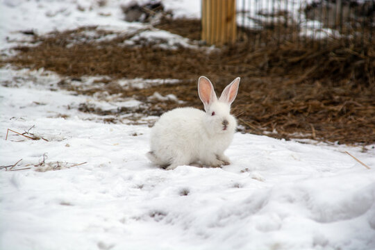 a small white rabbit runs through the snow in the forest.