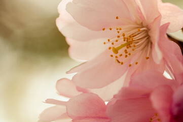 closeup of spring cherry blossom on bokeh background