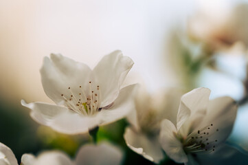 closeup of spring cherry blossom on bokeh background