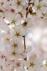 closeup of spring cherry blossom with bee on bokeh background