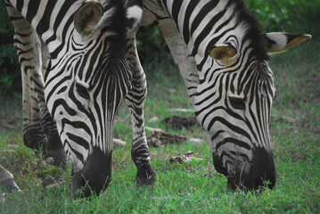 Africa- Extreme Close Up of Two Wild Zebra Faces