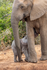 Fototapeta na wymiar Tiny elephant calf with mother, Addo Elephant National Park 