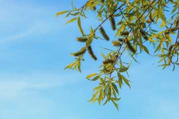 Tree branches with clear blue sky in background