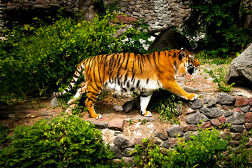 Forceful large siberian tiger walking on the rock with green area in his cage at the zoo like jungle forest wilderness wildlife nature background