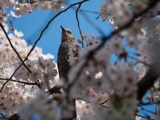 ヒヨドリと桜