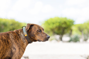 Portrait of the dog guarding in a garden. 