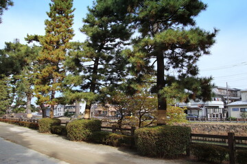 草加市の旧日光街道草加松原風景