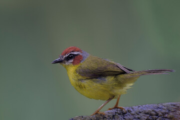 El amarillo en la naturaleza