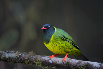 El amarillo en la naturaleza